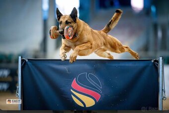 Belgický ovčiak Malinois s PP - 5