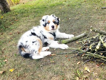 Australský ovčák s PP - 5