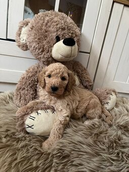 Goldendoodle F2 - 5