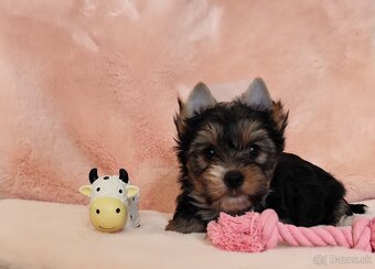 Yorkshire terrier - 5