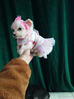 pomeranian civava - 5