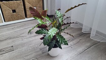 Kalatea (Calathea rufibarba) - 5