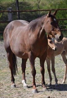 1,5 ročný AQH žrebec, skvelá stará línia - 5