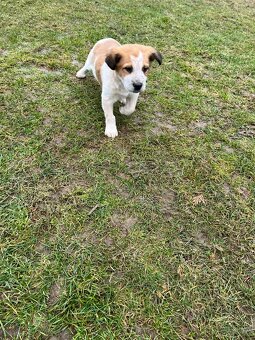 Darujem šteniatko - 5