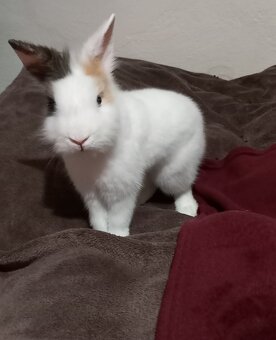 Teddy - levík králik - 5