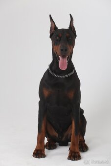 Doberman chovný pes - na krytie - 5