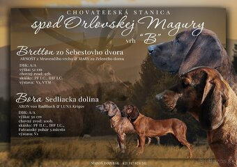 Hanoverský farbiar - 5