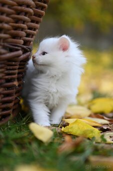 Mainská mývalia - maine coon - MCO 3 mačiatka - 5