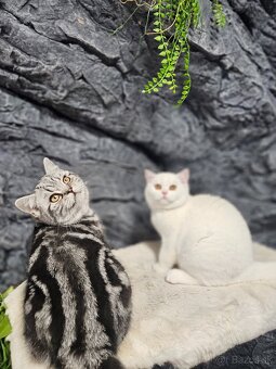 Britske maciatka s PP - 5