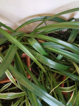 Zornice cibule 3 kvetináče - 5