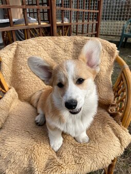 corgi - 5