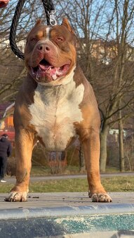 American Bully XL - 5