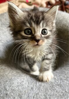 Maine coon mačiatka - 5