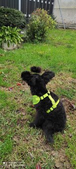 Pudel trpaslíči & Špic trpaslíči - 5