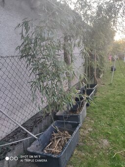 Bambus pravý + Vysoká tráva s rýchlym rastom Trsteník - 5