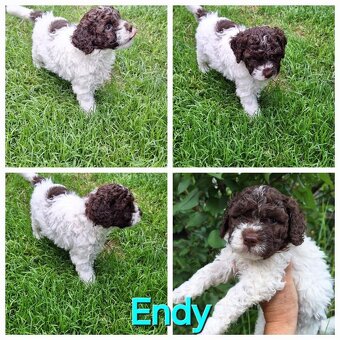 Lagotto romagnolo - psi - 5