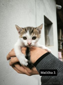 Darujeme mačiatka - 5