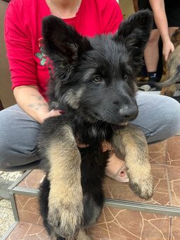 Nemecký ovčiak - 5