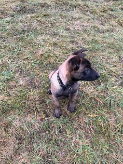 Belgický ovčiak - 5