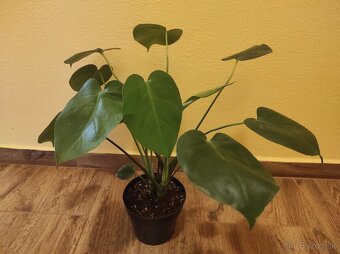 MONSTERA DELICIOSA - 5