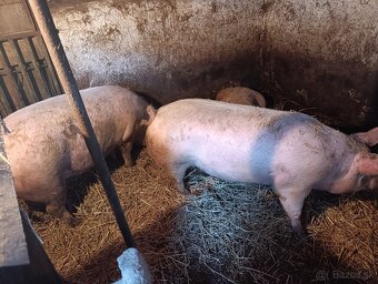 Predám ošípané - 5