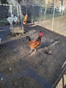 predám kohútov - 5