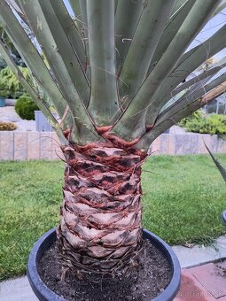 Sabal brazoriensis mrazuvzdornu palmu -16 - 5