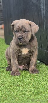 Cane Corso s PP - 5
