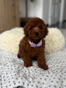 Toy uszkár , poodle , Pudel, pudlik - 5