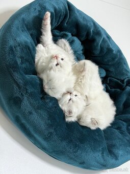 Sibírska mačka - Nevská maškaráda - 5