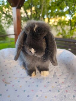 Minilop samcek 8mes z reg. chovu - 5