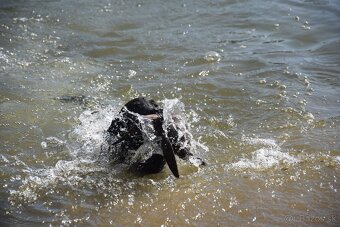 Labrador Retriever - 5