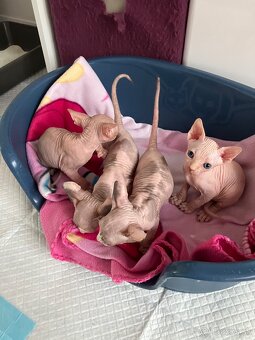 Don Sphynx - 5