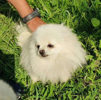 Pomeranian Extra Mini s PP - 5