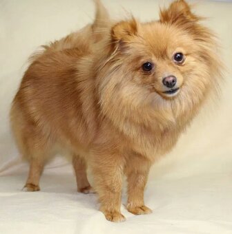 Krémový psík Pomeranian (nemecký trpasličí špic) s PP - 5