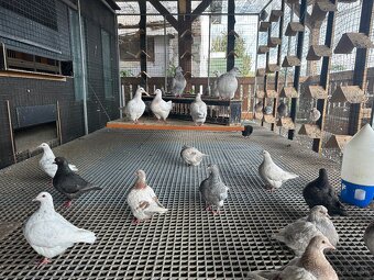 Holuby Texan , texany - 5