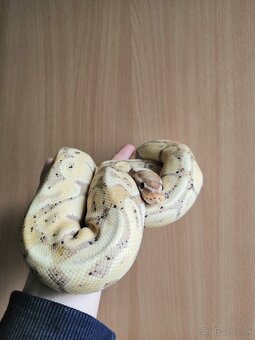 Python regius - 5