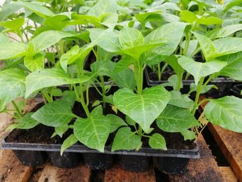 Predaj priesady sadenice planty chilli papriky - 5