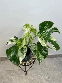 Monstera deliciosa albo variegata - 5