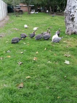 Perličky modré prilbaté - 5