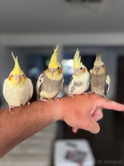 Korela ručne dokrm Maznačik - 5