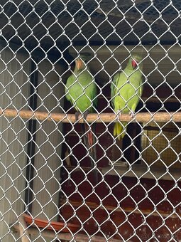 Predám andulky,spevavé Alexandre ,papagájov nadhern - 5