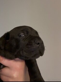 Cane Corso s PP FCI - SAMEC - 5