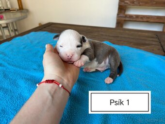 Šteniatka Americký stafordšírský teriér, staford, staffy - 5