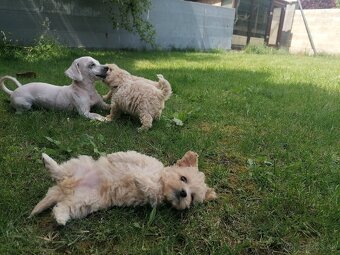Predám šteniatka maltipoo. - 5
