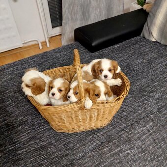 Cavalier king charles Spaniel - 5