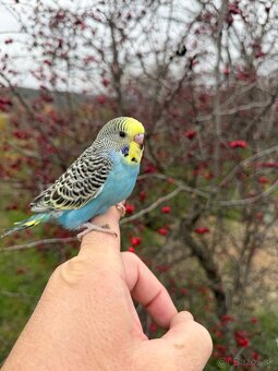 Andulka Maznačik - 5