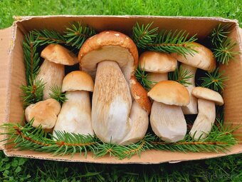 Sušené hríby smrekové, dubáky - 5