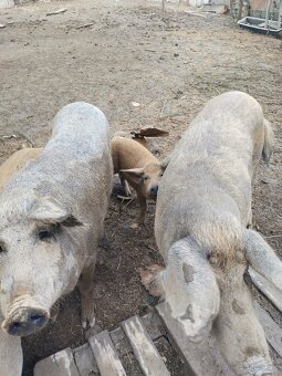 Mangalica - 5