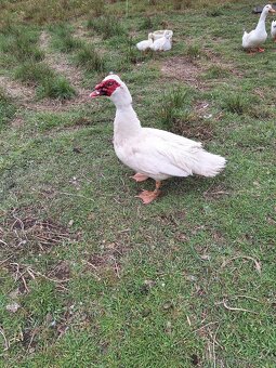 Pizmove kacice chovny par - 5